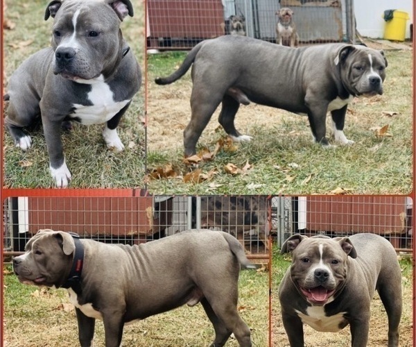 Medium Photo #1 American Bully Puppy For Sale in TRENTON, NJ, USA