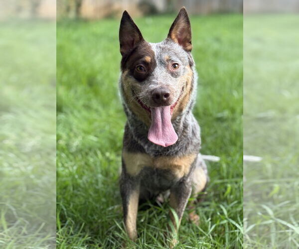 Medium Photo #2 Mutt Puppy For Sale in Garden City, NY, USA