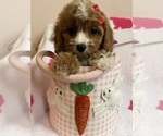 Small Photo #12 Cavapoo Puppy For Sale in SYLMAR, CA, USA