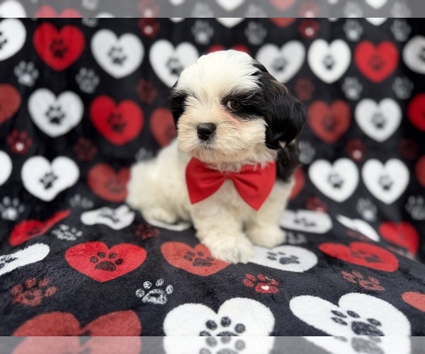 Medium Photo #7 Zuchon Puppy For Sale in LAKELAND, FL, USA