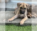 Small #4 Labrador Retriever Mix