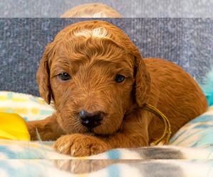 Goldendoodle (Miniature) Puppy for sale in ROY, UT, USA