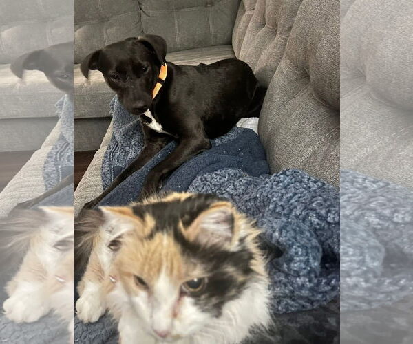 Medium Photo #5 Labrador Retriever-Unknown Mix Puppy For Sale in New London, WI, USA