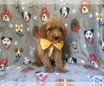 Small #8 Cavapoo