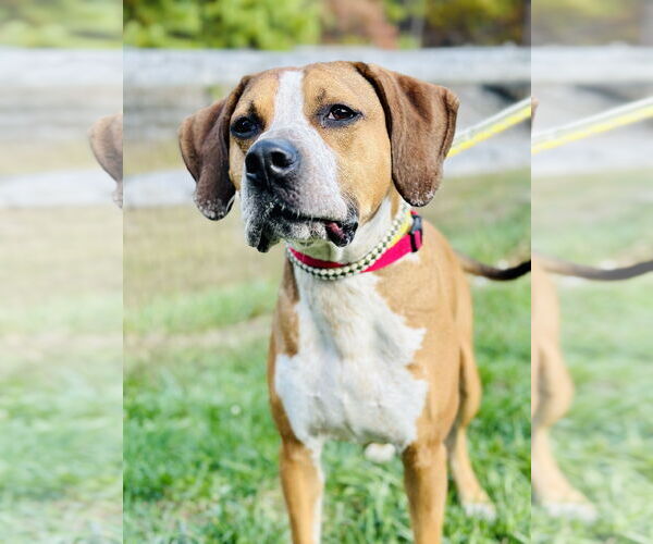 Medium Photo #1 Mutt Puppy For Sale in Manahawkin, NJ, USA