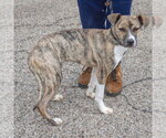Small #1 Boxer-Whippet Mix