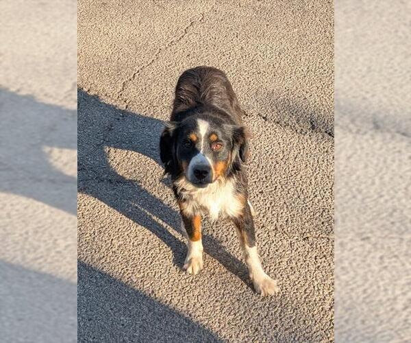 Medium Photo #1 Border Collie-Unknown Mix Puppy For Sale in San Antonio, TX, USA