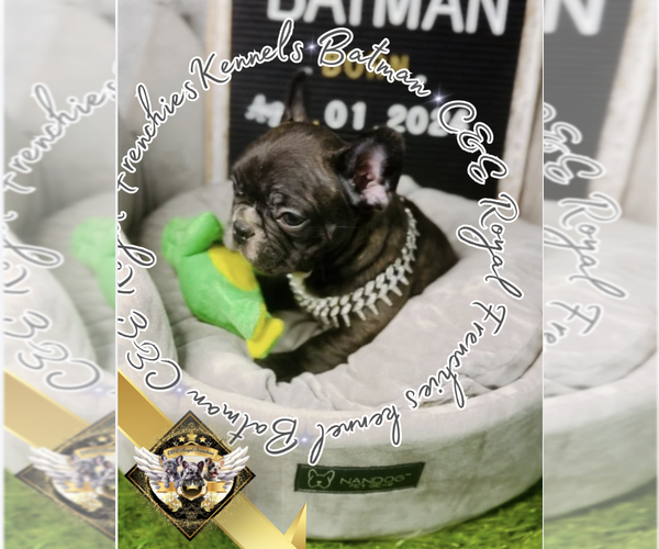 Medium Photo #2 French Bulldog Puppy For Sale in ATHENS, GA, USA