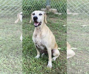 Black Mouth Cur-Labrador Retriever Mix Dogs for adoption in Sparta, TN, USA