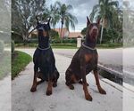 Small Photo #82 Doberman Pinscher Puppy For Sale in FORT LAUDERDALE, FL, USA