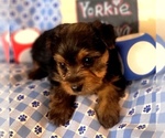 Small #6 Yorkshire Terrier
