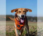 Small #2 German Shepherd Dog Mix