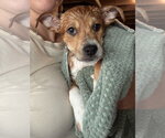 Small #5 Chihuahua Mix