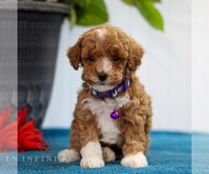 Poodle (Toy) Puppy for sale in EAST EARL, PA, USA