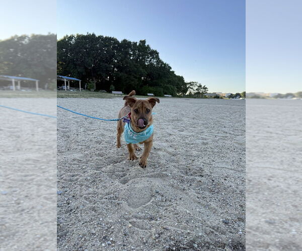 Medium Photo #9 Mutt Puppy For Sale in Oak Bluffs, MA, USA