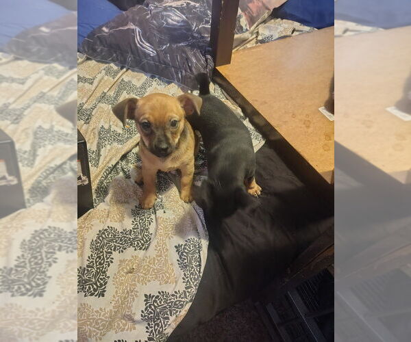 Medium Photo #1 Chipin Puppy For Sale in SALT LAKE CITY, UT, USA