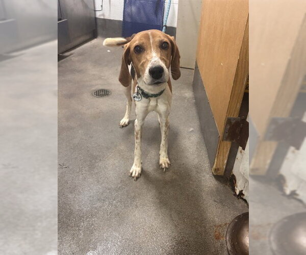 Medium Photo #1 American Foxhound Puppy For Sale in Forestville, MD, USA