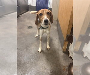 American Foxhound Dogs for adoption in Forestville, MD, USA