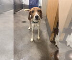 Small American Foxhound