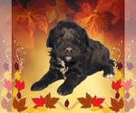 Puppy Karai Bernedoodle (Miniature)