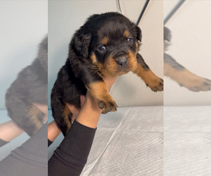 Rottweiler Puppy for sale in PALMDALE, CA, USA