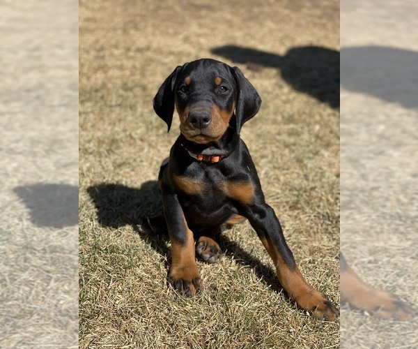 Medium Photo #1 Doberman Pinscher Puppy For Sale in CANYON, TX, USA