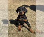 Small Photo #1 Doberman Pinscher Puppy For Sale in CANYON, TX, USA