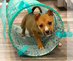Mutt Dogs for adoption in Canton, CT, USA