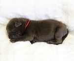 Puppy Murphey Labrador Retriever