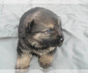 German Shepherd Dog Puppy for sale in COLUMBIANA, OH, USA