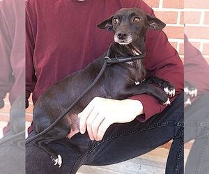 Chihuahua-Unknown Mix Dogs for adoption in Carrollton, TX, USA