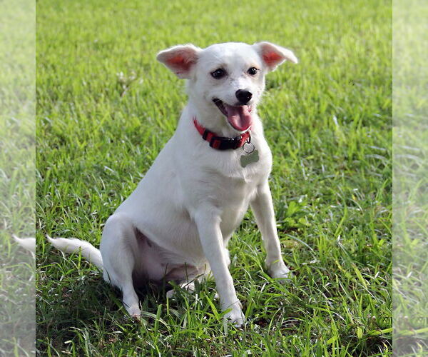 Medium Photo #1 American Eskimo Dog-Unknown Mix Puppy For Sale in Rosenberg, TX, USA