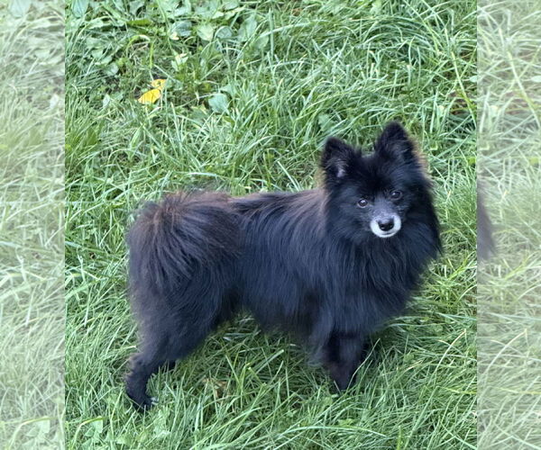 Medium Photo #2 Pomeranian Puppy For Sale in St. Louis Park, MN, USA