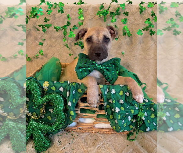 Medium Photo #1 American Staffordshire Terrier-Labrador Retriever Mix Puppy For Sale in Lakewood, CO, USA