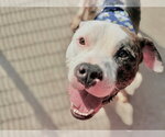 ZIGGY - Male Mutt Dog for Adoption - Small photo