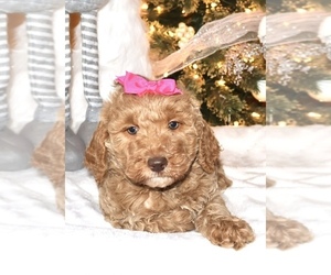 Goldendoodle (Miniature) Puppy for sale in LIBERAL, MO, USA