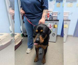 Rottweiler Dogs for adoption in Bakersfield, CA, USA