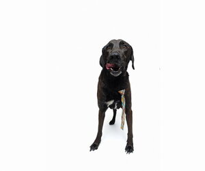Levi - Male Chocolate Labrador retriever-Labrador Retriever Mix Dog for Adoption - Photo #5