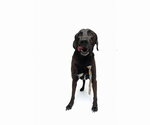 Small #4 Chocolate Labrador retriever-Labrador Retriever Mix