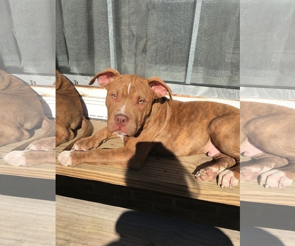 Medium Photo #1 American Bully Puppy For Sale in ABERDEEN, NC, USA