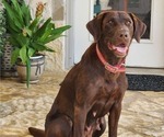 Small #4 Labrador Retriever