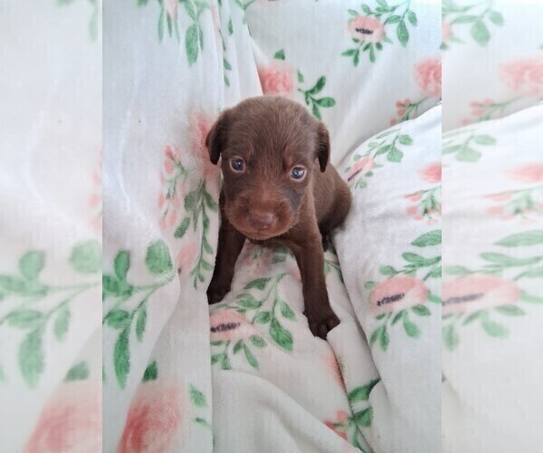 Medium Photo #7 Belgian Malinois-Unknown Mix Puppy For Sale in FITZGERALD, GA, USA
