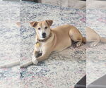 Small #5 Jack Russell Terrier-Labrador Retriever Mix