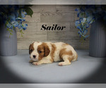 Small #9 Cavalier King Charles Spaniel