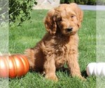 Small Photo #3 Goldendoodle Puppy For Sale in EPHRATA, PA, USA