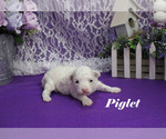 Small #7 Poodle (Toy)