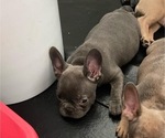 Small Photo #4 French Bulldog Puppy For Sale in MONTEREY PARK, CA, USA