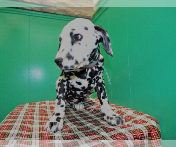 Medium Photo #4 Dalmatian Puppy For Sale in PATERSON, NJ, USA