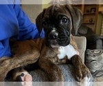 Small Photo #2 Boxer Puppy For Sale in WATERFORD, PA, USA