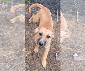 Timber - Female American Staffordshire Terrier-Unknown Mix Dog for Adoption - Photo #2
